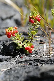 Ohelo Ai Berry -Vaccinium reticulatum-, Hawaii Volcanoes National Park, Hawaii, USA Ohelo Ai Berry -Vaccinium reticulatum-, Hawaii Volcanoes National Park, Hawaii, USA