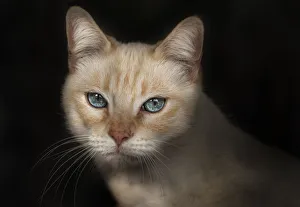 <b class=qtipBold><figcaption>Ojos de gato</figcaption></b><br>cat portrait<br><em>© 2013silversaltphoto</em> Ojos de gato