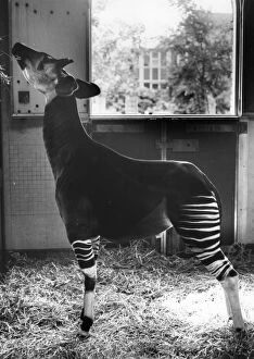 Images Dated 9th August 1979: Okapi