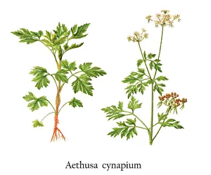 Old chromolithograph illustration of fool's parsley, fool's cicely, or poison parsley (Aethusa cynapium) Old chromolithograph illustration of fool's parsley, fool's cicely, or poison parsley (Aethusa cynapium)