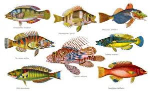 Old chromolithograph illustration of Tropical Fish Old chromolithograph illustration of Tropical Fish