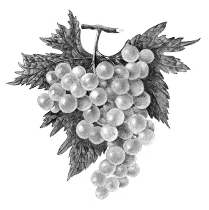 Old chromolithograph illustration of White Grape Vine Old chromolithograph illustration of White Grape Vine