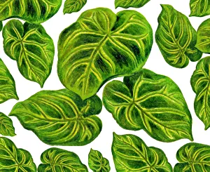 Old engraved illustration of Anthurium magnificum Old engraved illustration of Anthurium magnificum