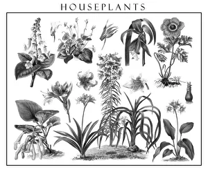 Old engraved illustration of blossom houseplants Old engraved illustration of blossom houseplants