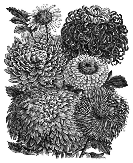 Magical world illustration/botanical illustrations/old engraved illustration botany Magical world illustration/botanical illustrations/old engraved illustration botany