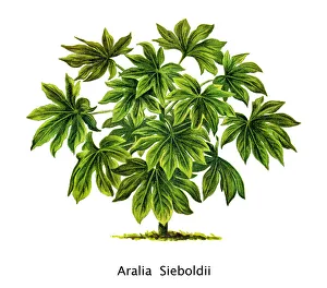 Old engraved illustration of Fatsia japonica, glossy-leaf paper plant, fatsi, paperplant Old engraved illustration of Fatsia japonica, glossy-leaf paper plant, fatsi, paperplant