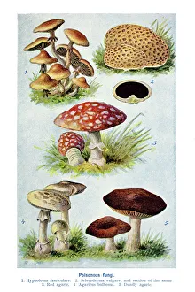 Old engraved illustration of a Poisonous fungi, Mushrooms Old engraved illustration of a Poisonous fungi, Mushrooms