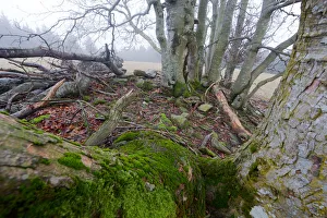 Old gnarled beech and maple trees covered in moss Old gnarled beech and maple trees covered in moss
