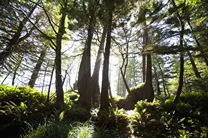 Old Growth Trees Backlit By The Sun Along The Path To Florencia Bay In Pacific Rim National Park Near Tofino Old Growth Trees Backlit By The Sun Along The Path To Florencia Bay In Pacific Rim National Park Near Tofino