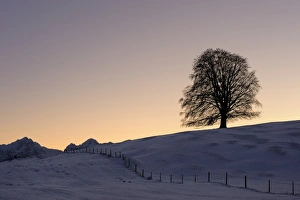 Old Linden -Tilia- at sunset on snow-covered meadow, Rosshaupten, Eastern Allgaeu Old Linden -Tilia- at sunset on snow-covered meadow, Rosshaupten, Eastern Allgaeu