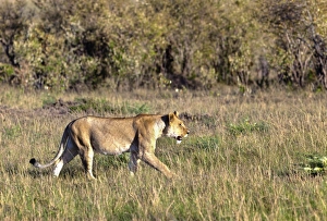 Old Lioness -Panthera leo- on the prowl, Masai Mara National Reserve, Kenya, East Africa Old Lioness -Panthera leo- on the prowl, Masai Mara National Reserve, Kenya, East Africa