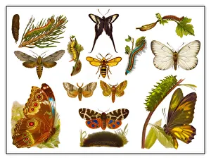 Old lithograph of Butterflies Old lithograph of Butterflies
