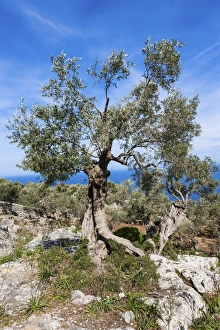 Old olive trees near Deia, Serra de Tramuntana, Northwest Coast, Mallorca, Majorca Old olive trees near Deia, Serra de Tramuntana, Northwest Coast, Mallorca, Majorca