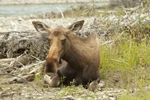 Old or sick cow, female moose, elk -Alces alces-, about to die on the shore of Wind River Old or sick cow, female moose, elk -Alces alces-, about to die on the shore of Wind River