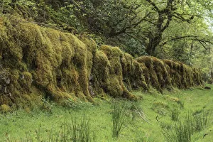 Old stone wall overgrown with moss in a forest, Drumnadrochit, Scotland, United Kingdom Old stone wall overgrown with moss in a forest, Drumnadrochit, Scotland, United Kingdom