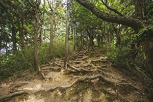Old tree roots in a forest in Kamakura, Japan Old tree roots in a forest in Kamakura, Japan