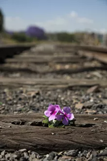 Images Dated 17th October 2014: Old used railway tracks in and a small flower in colour - Cullinan South Africa