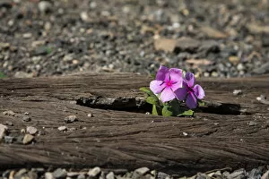 Images Dated 17th October 2014: Old used railway tracks in and a small flower in colour