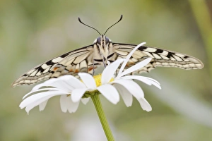 Old World Swallowtail -Papilio machaon- butterfly on a Marguerite, North Hesse, Hesse Old World Swallowtail -Papilio machaon- butterfly on a Marguerite, North Hesse, Hesse