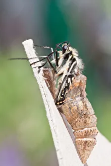 Old World Swallowtail -Papilio machaon- emerges from its exuvia, North Hesse, Hesse Old World Swallowtail -Papilio machaon- emerges from its exuvia, North Hesse, Hesse