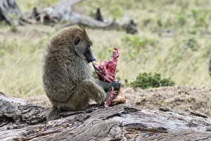 Olive Baboon or Anubis Baboon -Papio anubis- feeding on a gazelle, Maasai Mara National Reserve, Serengeti Olive Baboon or Anubis Baboon -Papio anubis- feeding on a gazelle, Maasai Mara National Reserve, Serengeti