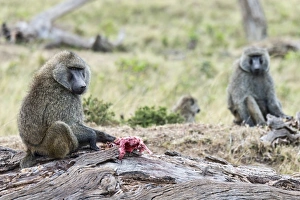 Olive Baboons or Anubis Baboons -Papio anubis- feeding on a gazelle, Maasai Mara National Reserve, Serengeti Olive Baboons or Anubis Baboons -Papio anubis- feeding on a gazelle, Maasai Mara National Reserve, Serengeti
