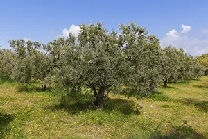 Olive grove, Troas, Marmara Region, Turkey Olive grove, Troas, Marmara Region, Turkey