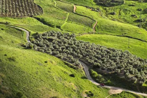 Olive groves and vineyards, Ronda, Andalusia, Spain Olive groves and vineyards, Ronda, Andalusia, Spain