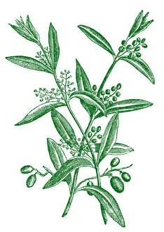 Olive Gallery: Olive Tree Branch with Fruits