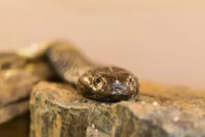 Olive whip snake -Psammophis mossambicus-, Swakopmund, Erongo Region, Namibia