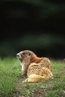 Olympic marmot (Marmota olympus) in meadow, Olympic Mountains, Olympic National Park Olympic marmot (Marmota olympus) in meadow, Olympic Mountains, Olympic National Park