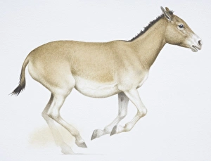 An Onager or Wild Ass, Equus hemionusa, light brown donkey like animal An Onager or Wild Ass, Equus hemionusa, light brown donkey like animal