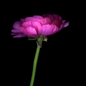 One, Singular Sensation... a Hot Pink Ranunculus One, Singular Sensation... a Hot Pink Ranunculus
