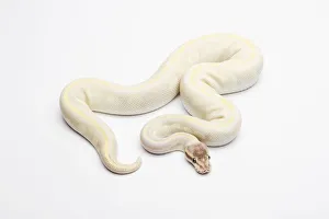 Opal Diamond Ball Python or Royal Python -Python regius-, male Opal Diamond Ball Python or Royal Python -Python regius-, male