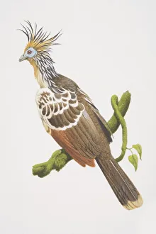 Collections/dorling kindersley prints/opisthocomus hoatzin hoatzin perched tree branch Collections/dorling kindersley prints/opisthocomus hoatzin hoatzin perched tree branch