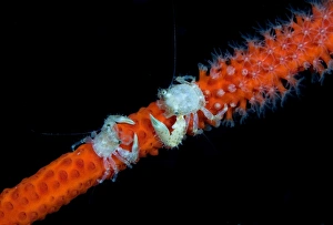 <b class=qtipBold><figcaption>Opposition</figcaption></b><br>Two coral crabs. Cambodia. Night dive.<br><em>© Andrey Narchuk</em> Opposition