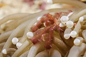 <b class=qtipBold><figcaption>Orang-utan Crab</figcaption></b><br>Orang-utan crab on an anemone during a night dive in Raja Ampat.<br><em>© Copyright 2016 WILDESTANIMAL</em> Orang-utan Crab