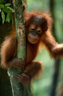 Images Dated 3rd September 2005: Orang utan (Pongo pygmaeus) on branch of tree, Gunung Leuser N.P, Indonesia