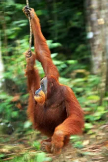 <b class=qtipBold><figcaption>Orang Utan (Pongon Pygmaeus)</figcaption></b><br><em>© This content is subject to copyright.</em> Orang Utan (Pongon Pygmaeus)