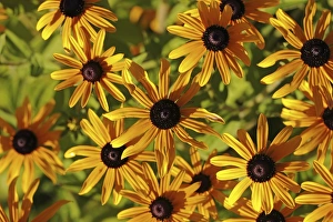 Orange coneflower -Rudbeckia fulgida var-, blossoms, Baden-Wuerttemberg, Germany, Europe Orange coneflower -Rudbeckia fulgida var-, blossoms, Baden-Wuerttemberg, Germany, Europe