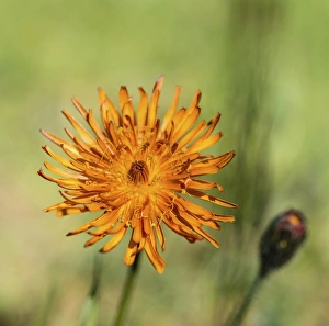Hieracium aurantiacum, Orange Hawkweed