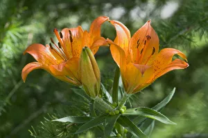 Orange Lily or Fire Lily (Lilium bulbiferum) Orange Lily or Fire Lily (Lilium bulbiferum)