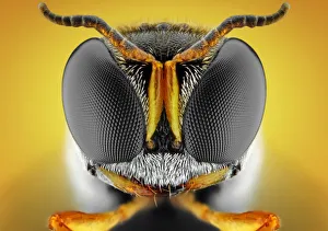 <b class=qtipBold><figcaption>Orange square-headed wasp</figcaption></b><br>(Ectemnius).<br><em>© Donald Jusa</em> Orange square-headed wasp