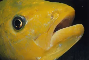 <b class=qtipBold><figcaption>Orange Trevally</figcaption></b><br>Jeff Rotman Underwater Photography, a0106-000209 Orange Trevally