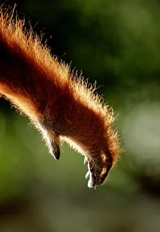 <b class=qtipBold><figcaption>Orangutan Arm (Pongo Pygmaeus)</figcaption></b><br>Anup Shah Wildlife Photography, 10184814<br><em>© This content is subject to copyright.</em> Orangutan Arm (Pongo Pygmaeus)