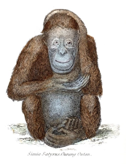 <b class=qtipBold><figcaption>Orangutan illustration 1803</figcaption></b><br>The Museum of Natural History - the Animal Kingdom (Mammalia) Published by William Mackenzie, 1803 - London<br><em>© Roberto A Sanchez</em> Orangutan illustration 1803