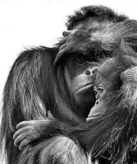 Images Dated 6th June 2011: Orangutan with juvenile