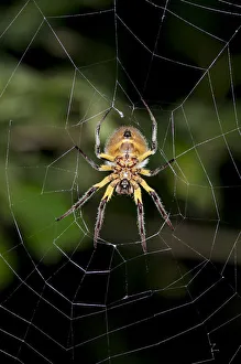 Orb-weaver spider -Araneidae- in warning coloration sitting in the center of a web Orb-weaver spider -Araneidae- in warning coloration sitting in the center of a web