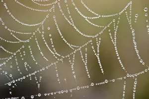 Orb web of a Garden Cross Spider -Araneus diadematus- with dew drops, Bavaria, Germany Orb web of a Garden Cross Spider -Araneus diadematus- with dew drops, Bavaria, Germany