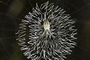 Orb-web spider, grass cross spider -Argiope catenulata- perched in the center of its circular web with a zig-zag Orb-web spider, grass cross spider -Argiope catenulata- perched in the center of its circular web with a zig-zag